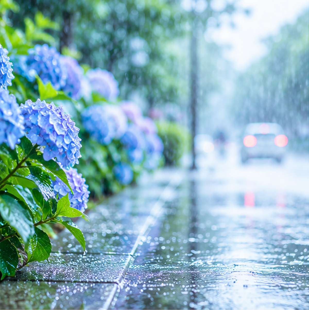 梅雨
